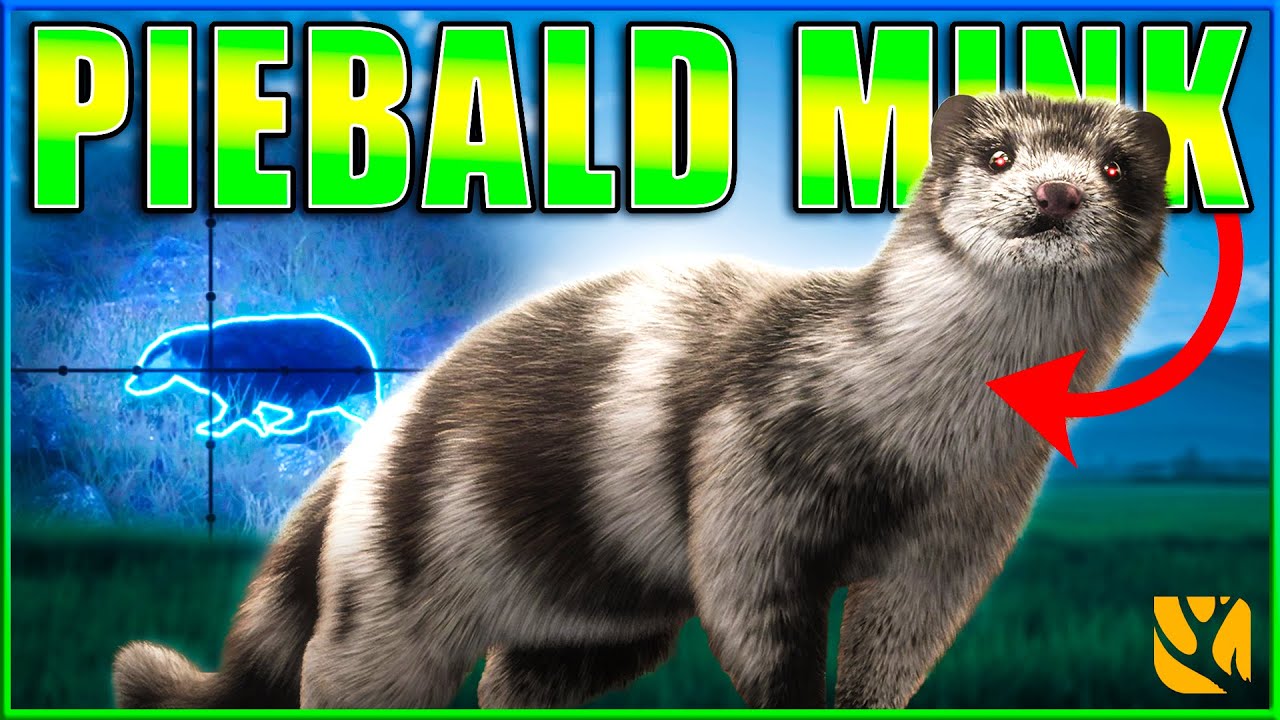 YOU NEED TO TRY THIS ROUTE! Hunting a Dream Rare & More on Scotland! - theHunter Call of the Wild