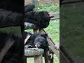 Rescued moon bears take a nap