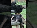 Rescued moon bears take a nap