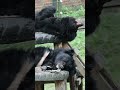 Rescued moon bears take a nap