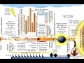 Chronologie gnrale simplifie de la fin des temps eschatologie