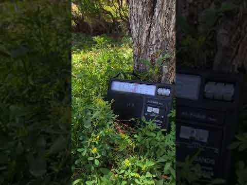 The Legendary Sh Ali Jabir