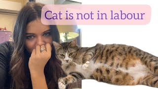 Cat pregnancy | 63 days complete 🫤| my cat is not in labour by CATSBAE 738 views 2 months ago 4 minutes, 48 seconds