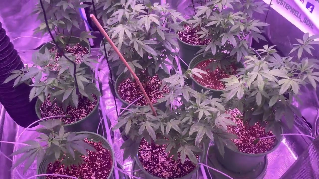 Indoor grow: 3rd week of veg with Kind Led’s X²  inside a 5x5 gorilla grow tent