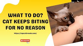 Stop Your Cat's Unexplained Biting Behavior | Top Cat Breeds