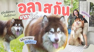 หมายักษ์ สุดน่ารัก อลาสกัน มาลามิวท์ | วิธีเลี้ยงอลาสกัน (EP.49)