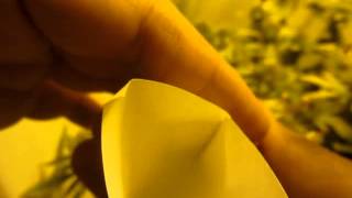 Pollinating Cannabis Seeds Selective Breeding