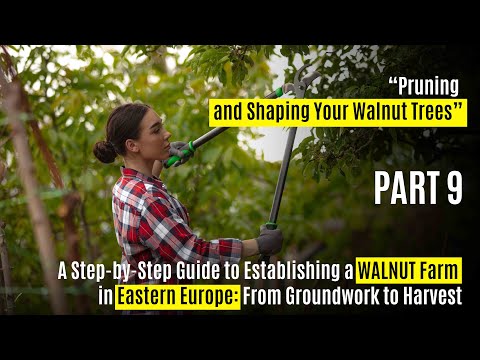 Video: Pruning a walnut: tips and rules