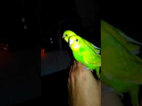 Burung Baji Jinak Youtube