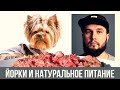 Подходит ли натуралка йоркам и другим декоративным породам собак?