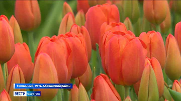 Главный символ 8 марта: как выращивают тюльпаны в Хакасии?