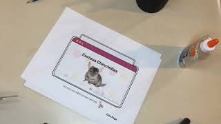 Curious Chinchillas 2nd Grade Reading Comprehension Flip Book Preview video | Literacy Mobility screenshot 5