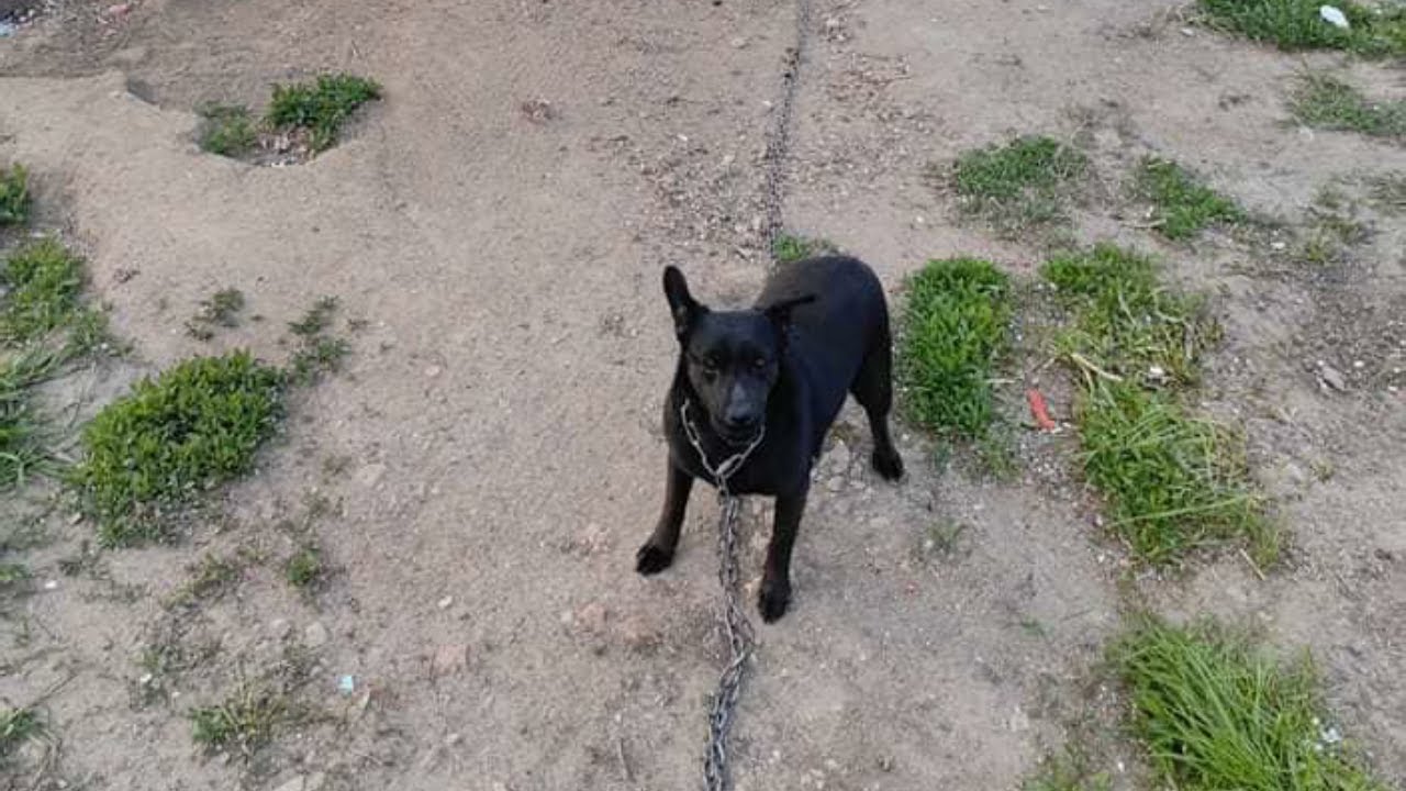 POOR dog who SPENT her whole life on a HEAVY CHAIN and live in BAD condition