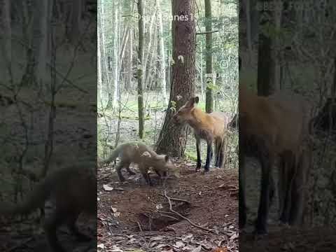 حیات وحش روبا مستند رازبقا شکار حیوانات Animals Wildanimals 