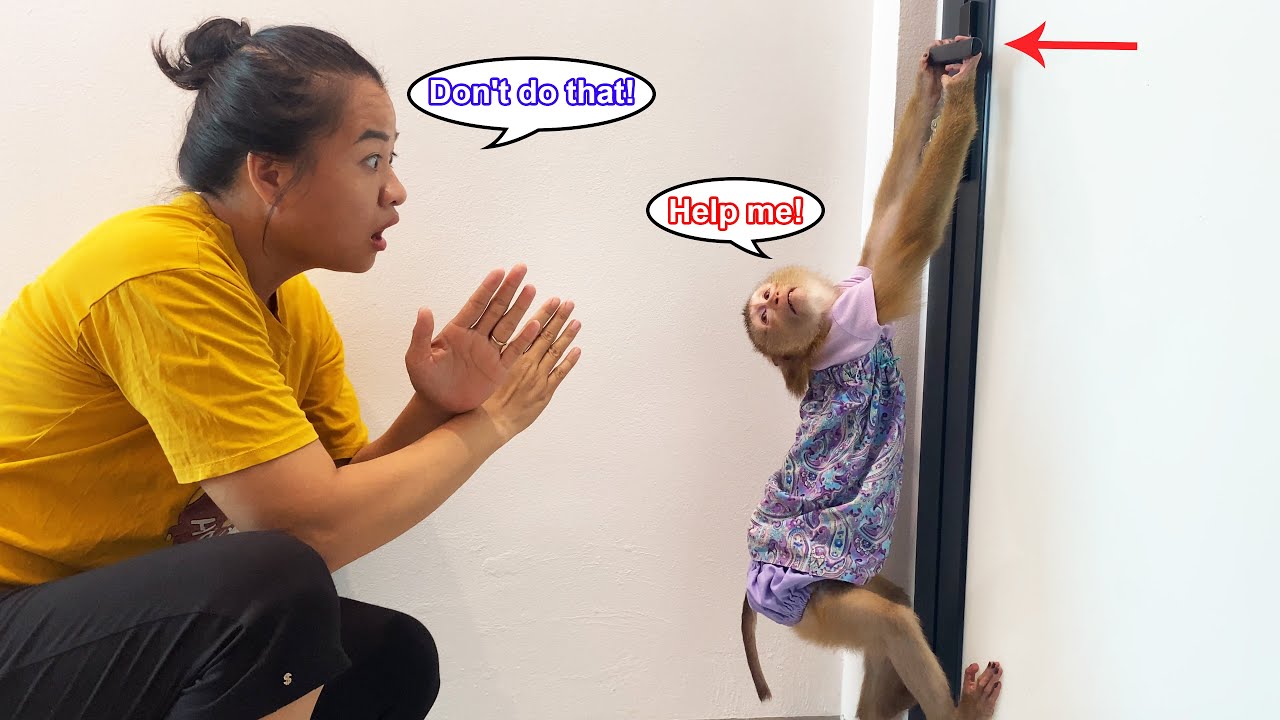 Mom.. Help me! Monkey Lyly struggled to open Dung's room door and Mom stopped her afterwards.