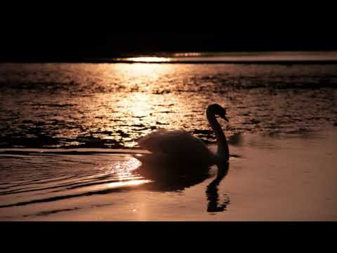 チャイコフスキー: バレエ音楽｢白鳥の湖｣：導入曲［ナクソス・クラシック・キュレーション #ファンタジー］