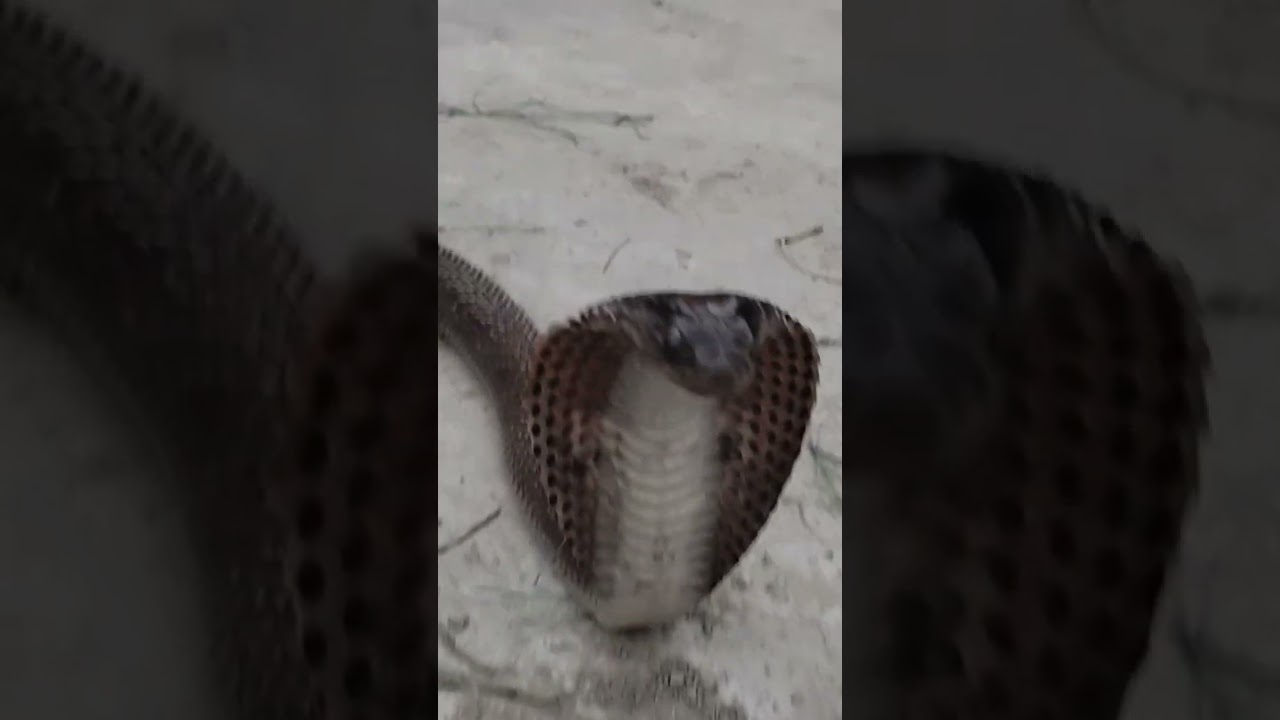 Gehuan Saamp|Ka Viral Video