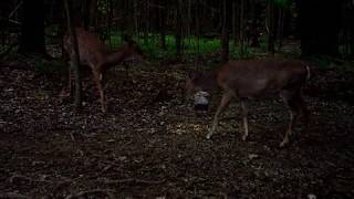 Awesome 2017 0519 Cam28 VID0276 Deer & Raccoon
