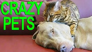 FUNNIEST FURBALLS OF THE WEEK!