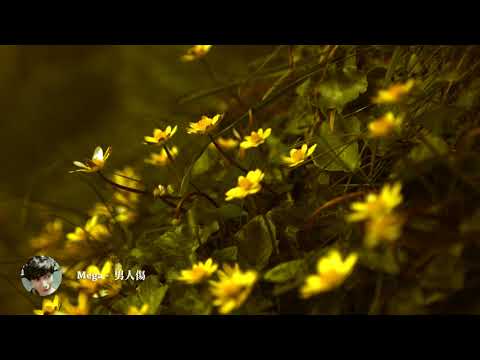 Megα - 男人傷 ( 歡歌翻唱 )