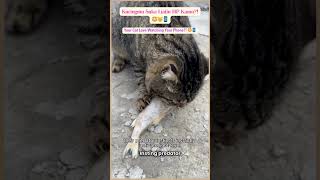 Kucingmu Suka Liatin HP Kamu?! 😳🐱📱
