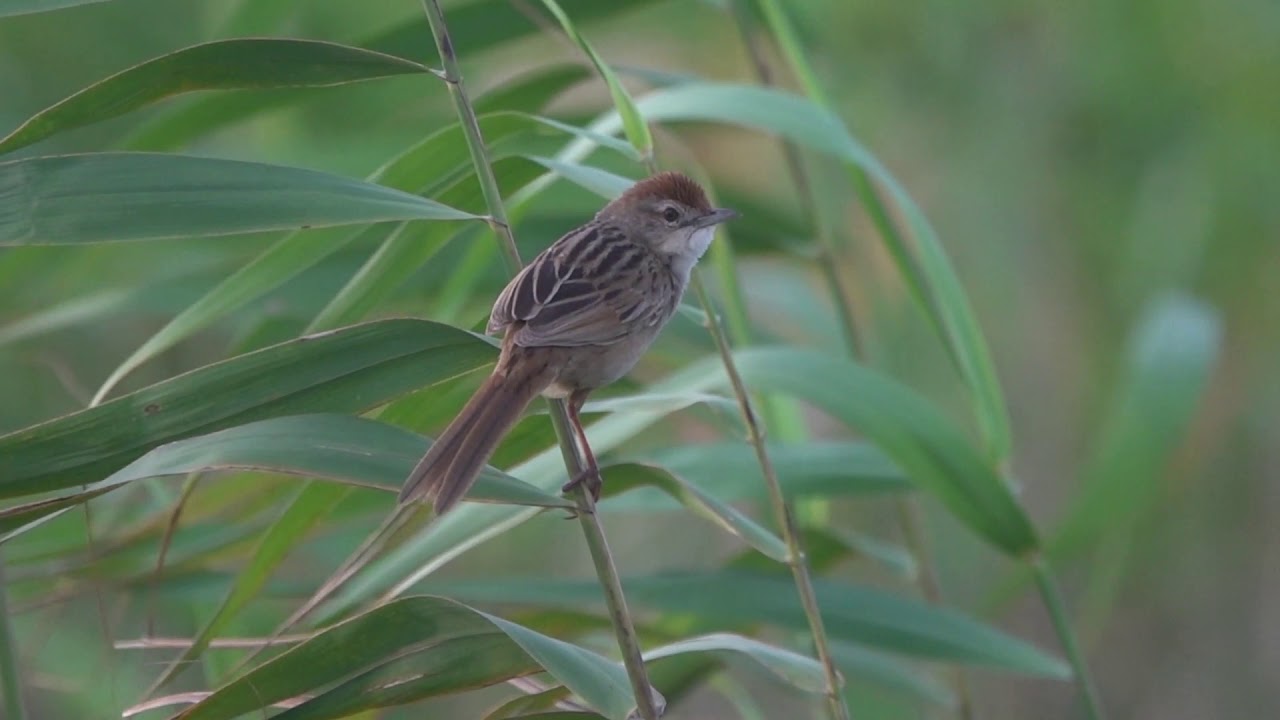 Tawny Grassbird (Megalurus timoriensis) on Broughton Island, NSW, Australia.