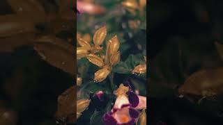 “Allah Ke Zikr Se Dil Ko Sukoon Milta Hai ❤️ | Quranic Reminder | Islamic Short”