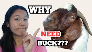 TOP 4 REASONS you SHOULD GET a GOAT BUCK! by An, The Farmer  327 views 6 months ago 4 minutes, 14 seconds