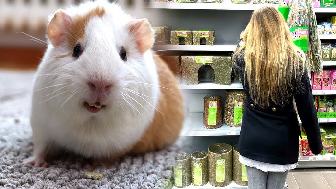 DIY and C&C Cages for Guinea Pigs: Build Your Own! - Squeak Dreams