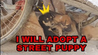 I will adopt a street Dog || Adopt a Street Puppy || Boring Sunday || DailyVLOG