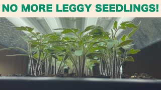 2023 Garden Week 3  Grow light setup and how to prevent leggy seedlings