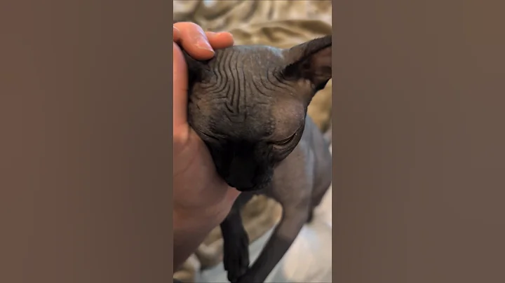 Video 9169441: sphynxcat cutecat cat, sphynx cat cute
