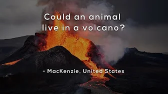 Could an animal live in a volcano?