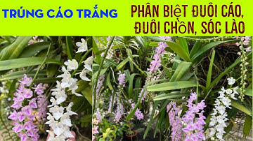 Trúng Cáo Trắng, Cách Phân Biệt Và Chăm Sóc: Lan Đuôi Cáo, Đuôi Chồn Và Sóc Lào - LAN RỪNG LÂM ĐỒNG