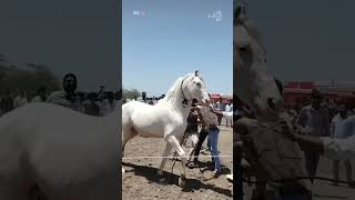 😱नुकरा स्टैलियन घोड़ा ✨ full attitude 😱 champion 🏆#horse #ma4 #hours #marwadi #horseblood #tranding
