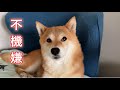 真夜中のとある秘密がバレてしまい不機嫌になる柴犬が可愛い
