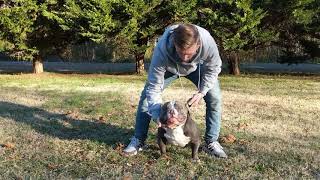 American Bully: FTB Kilo intro