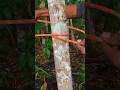 This Knot Is Easy to Learn.. #knottying #outdoorskills #ropetrik:
