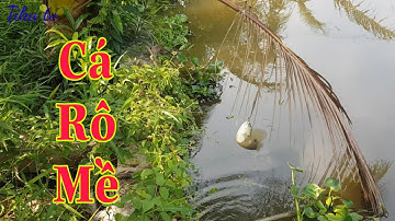 Câu Cá Rô Đồng Dưới Sông Kênh Nhỏ Toàn Cá Rô Khủng Lâu Năm || Fishing || Sông nước miền tây