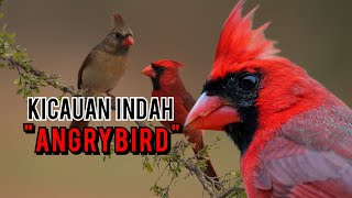 MENGENAL BURUNG CARDINAL MERAH 'ANGRY BIRD' BESERTA HARGANYA