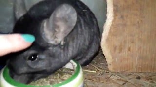 How To Tame A Chinchilla! The methods and Secrets.