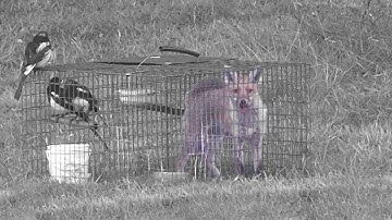 Help us to ban corvid traps