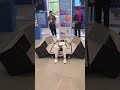 What is This Robot Doing?