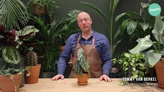 Bloompost Plantenspecial Begonia Maculata Stippenplant Kamerplanten Verzorging