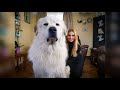 THE PYRENEAN MOUNTAIN DOG - DANGEROUS OR PROTECTOR? - Great Pyrenees