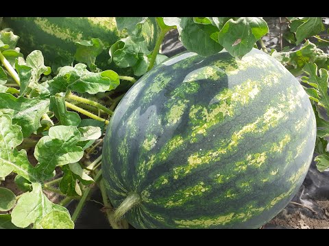 Video: Nasveti za zalivanje lubenic