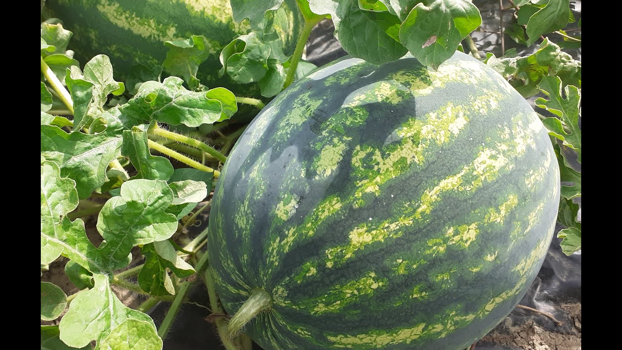 LJETNO NAVODNJAVANJE I PRIHRANA LUBENICA