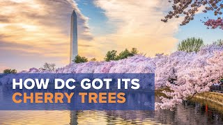 How Washington, DC Got Its Iconic Cherry Blossom Trees