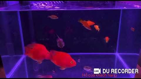 đèn đỏ cá không đỏ nước