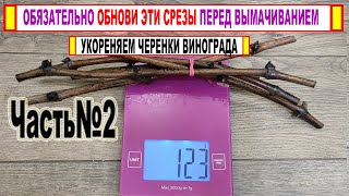 🍇 Нужно ли ОБНОВЛЯТЬ СРЕЗЫ черенков винограда перед вымачиванием в воде? Как ЭТО делать ПРАВИЛЬНО!